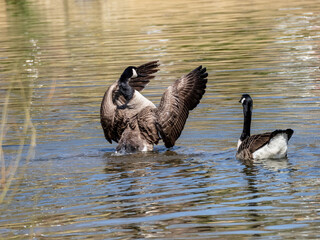 FLAPPING AD FLIRTING ON THE LAKE