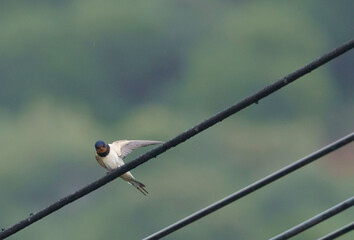 golondrina común posada en un cable abriendo el ala izquierda