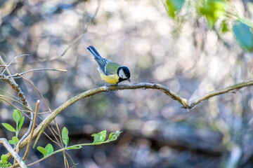 Great Tit perched on a branch
