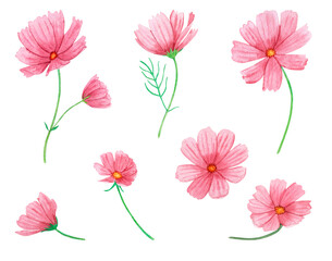 Naklejka premium Watercolor set of pink summer flowers isolated on a white background. Hand drawing, delicate soft colors. Cosmos flowers.
