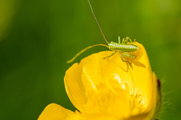 Insekten Leben