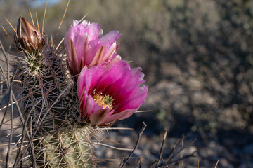 Blooming magenta hedgehog cactus, Echinocereus, flower
