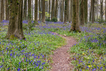 View of the Bluebells emerging in Wepham Wood