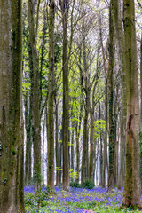 View of the Bluebells emerging in Wepham Wood