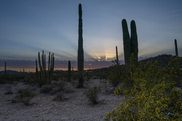 Sunset in the Organ Pipe Cactus National Monument
