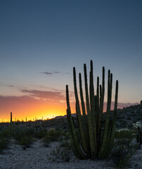 Sunset in the Organ Pipe Cactus National Monument
