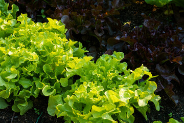 Beautiful organic green and red oak lettuce or Salad vegetable garden on the soil growing,Harvesting Agricultural Farming.