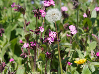 Fototapeta premium Fleurs de compagnon rouge - Silene dioica - à inflorescence printanière à pétales roses échancrés au feuillage vert sombre