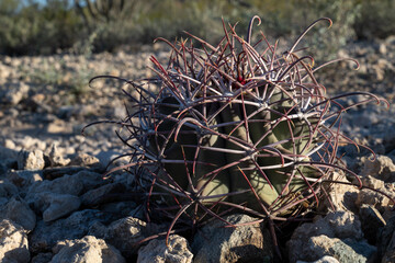 Young coville barrel cactus, Ferocactus emoriyi ssp covillei, close up
