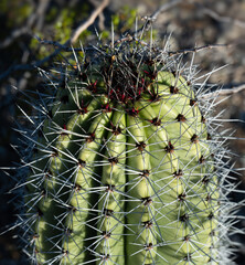 Close view of the scarlet and grey spines on an organ pipe cactus (Stenocereus thurberi) apical meristem
