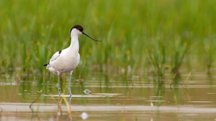 Pied avocet standing in flood in spring with copy space