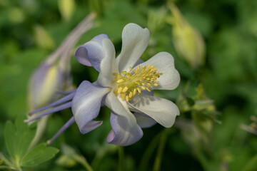 A European Columbine bloom in a garden nursery