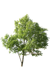 Plane tree with green leaves, cut out tree on white background