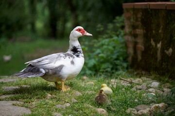 Canard de barbarie