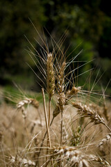 picture of ripe wheat plant head on sunny day