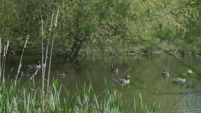 goose in nature reserve river