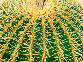 Naklejka na ściany i meble Detalle de las espinas de un cactus