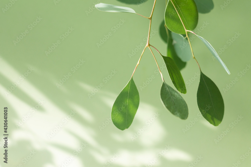 Wall mural a branch of eucalyptus on a light blurred background with a copy of the space. close-up.