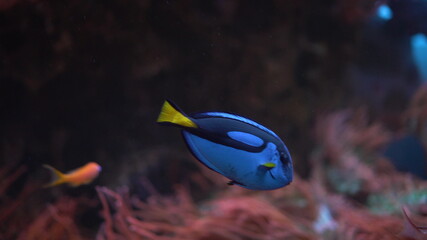 Fototapeta na wymiar Blue fish surgeon swims in the aquarium close-up. Marine life in the oceanarium.