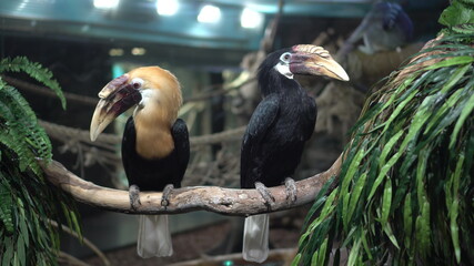 Two Papuan kalaos are sitting on a branch in an aviary behind a glass. Walk in the zoo.