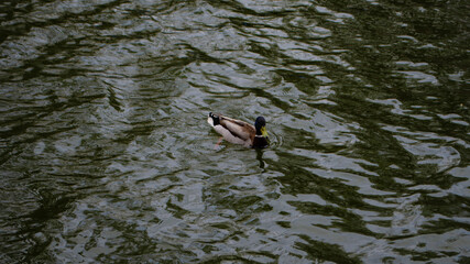 Duck in the water
