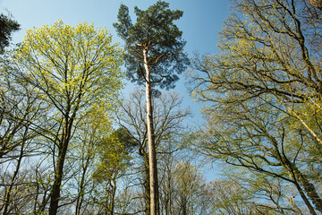 Bäume zu Frühlingsbeginn 