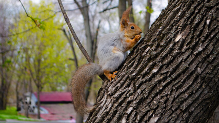 squirrel in the park