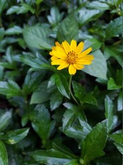 yellow flower of a sunflower
