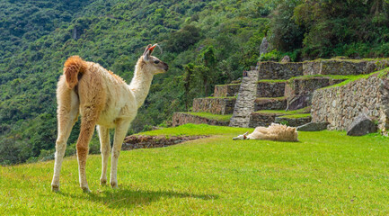 Llama (Lama glama) panorama in Machu Picchu, Historic Sanctuary of Machu Picchu Cusco, Peru.