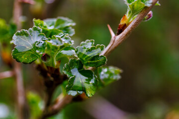 Macro view to fresh green gooseberries leaves on a branch of gooseberry bush in the garden. Close up natural photo background in the spring garden.
