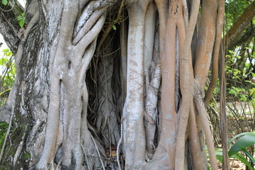 the roots of palm trees on a tropical island resort
