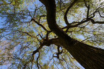 Fototapeta na wymiar Tree weeping willow (Salix chrysocoma, goldene Trauerweide) Flowering plant in spring with brown stem and green leaves. Oblique view from below.