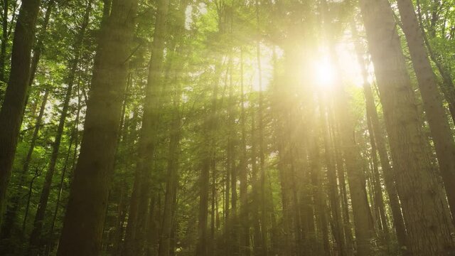 Magical gold coloured morning sun rays in the forrest.