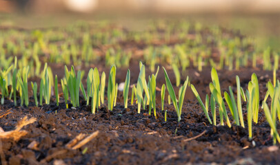 Sprouts of young barley or wheat that have just sprouted in the soil. Close up panorama of sprouted grain leaves on agriculture field.