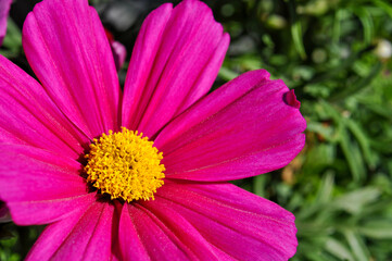 Fototapeta premium pink cosmos flower
