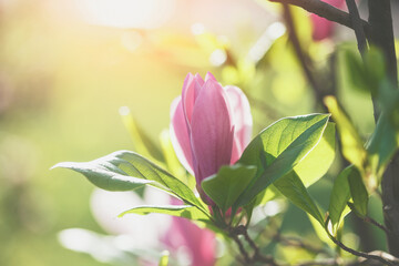 Blooming spring pink magnolia flower tree branch, morning nature background