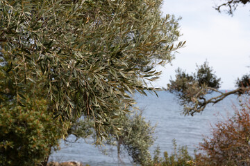 Close up of an olive tree with the mediterranean sea in the back