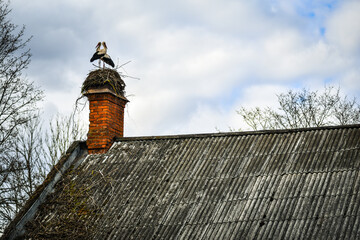 A family of two storks sitting in a nest built on the chimney of an old house