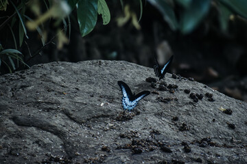 Cosmo butterfly