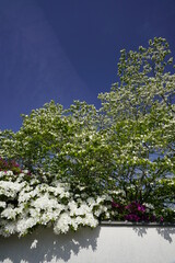 Fototapeta premium ツツジ咲く古刹の春