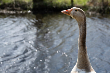 Greylag Goose turns his head and neck in front of a pond in a park in Oranjewoud, The Netherlands