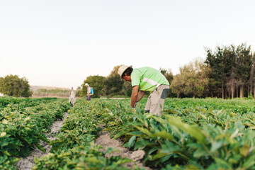 Man grower working and harvesting fresh black eggplant or aubergines in his harvest