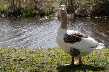 Greylag Goose walks in grass in front of a pond in a park in Oranjewoud, The Netherlands and turns its head and neck towards the camera