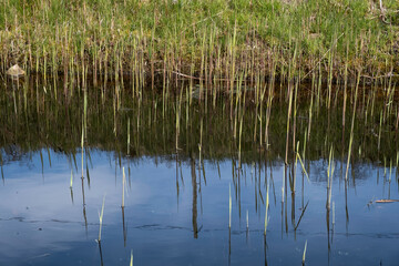 Grass and reeds at the edge of a pond are reflected in the water in spring