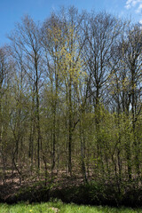 Young forest in spring on the edge of a strip of grass and an earthen wall. Vertical photo