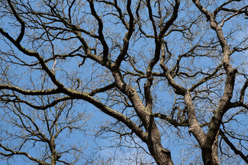In early spring, branches of a tree meander through the entire image against a blue sky