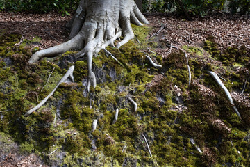 Roots of a tree that extend from the trunk along, between and under the green mossy soil, walking, as it were