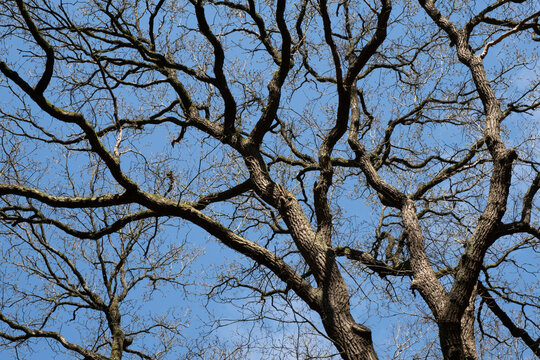 In early spring, branches of a tree meander through the entire image against a blue sky