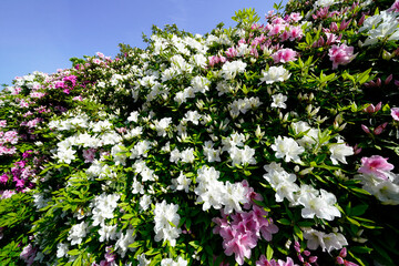 ツツジ咲く古刹の春