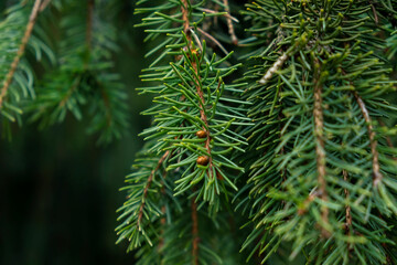 Green spruce pine branches background pattern